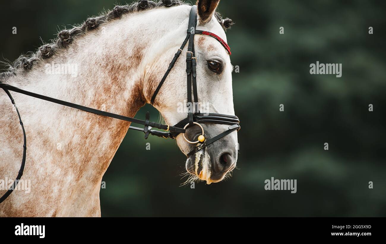 Ritratto di un bel cavallo grigio dappled con una criniera intrecciata e una briglia sul suo muso, che salta contro il verde scuro degli alberi su una estate e. Foto Stock