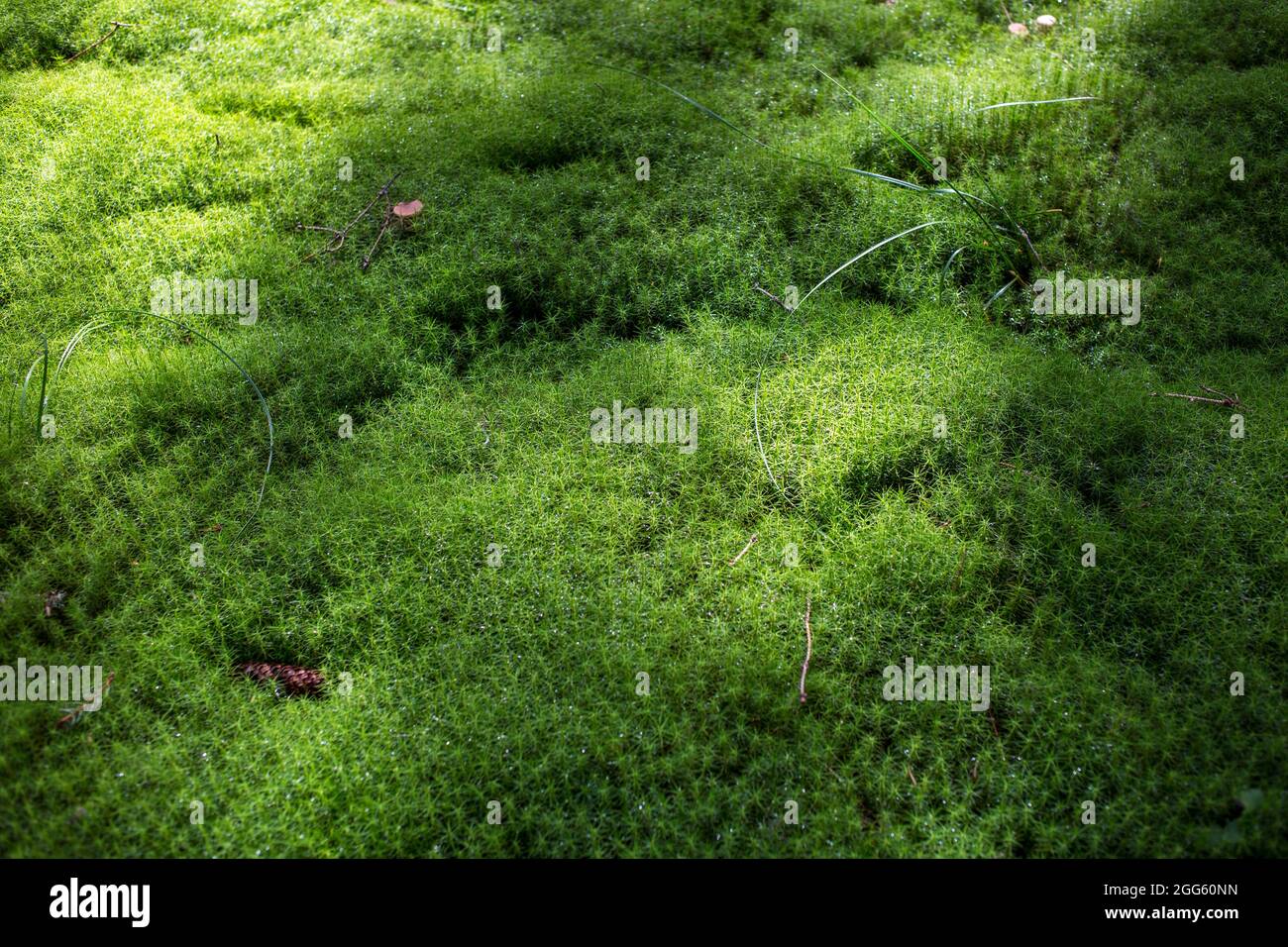 trama di fondo della foresta verde muschio, anofita crescente Foto Stock