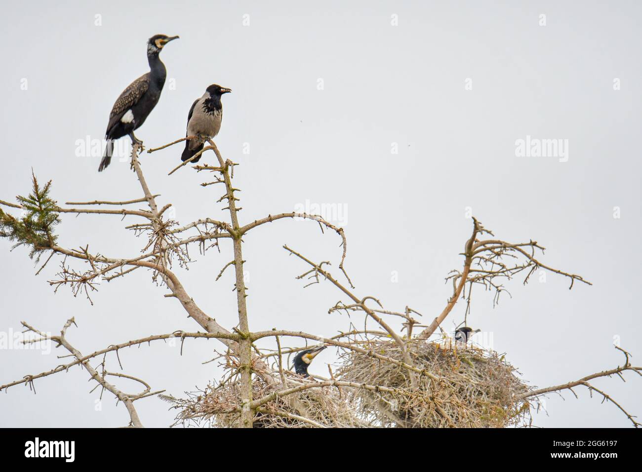 Cormorani uccello d'acqua nero in natura Foto Stock