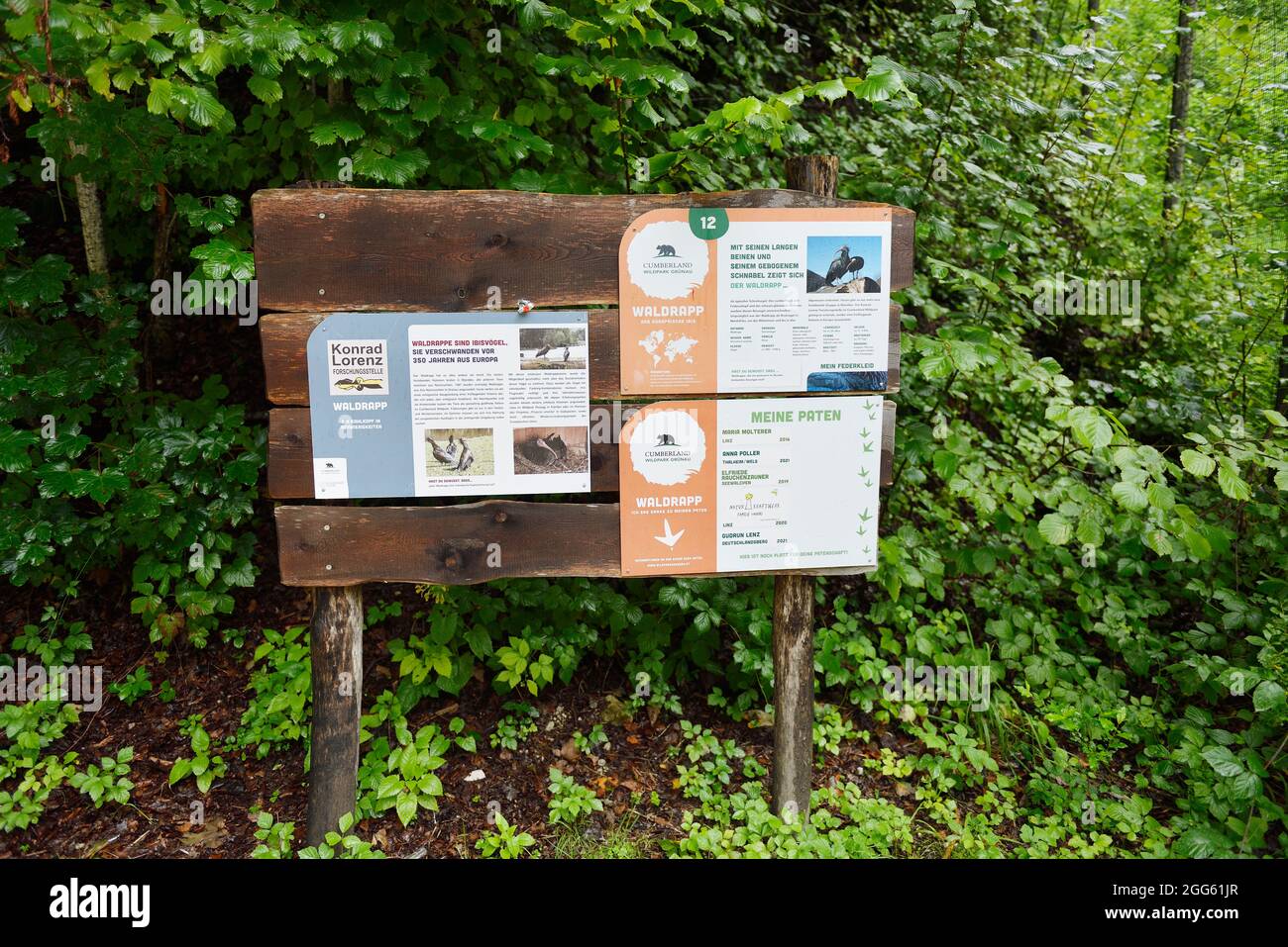Cumberland Wildlife Park Grünau, Austria superiore, Austria. Centro di ricerca Konrad Lorenz Foto Stock