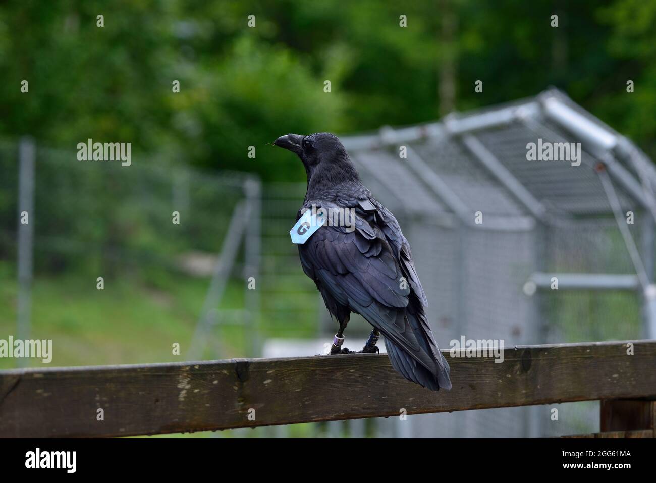 Cumberland Wildlife Park Grünau, Austria superiore, Austria. Corvo comune (Corvus corax) dal Centro Ricerche Konrad Lorenz Foto Stock