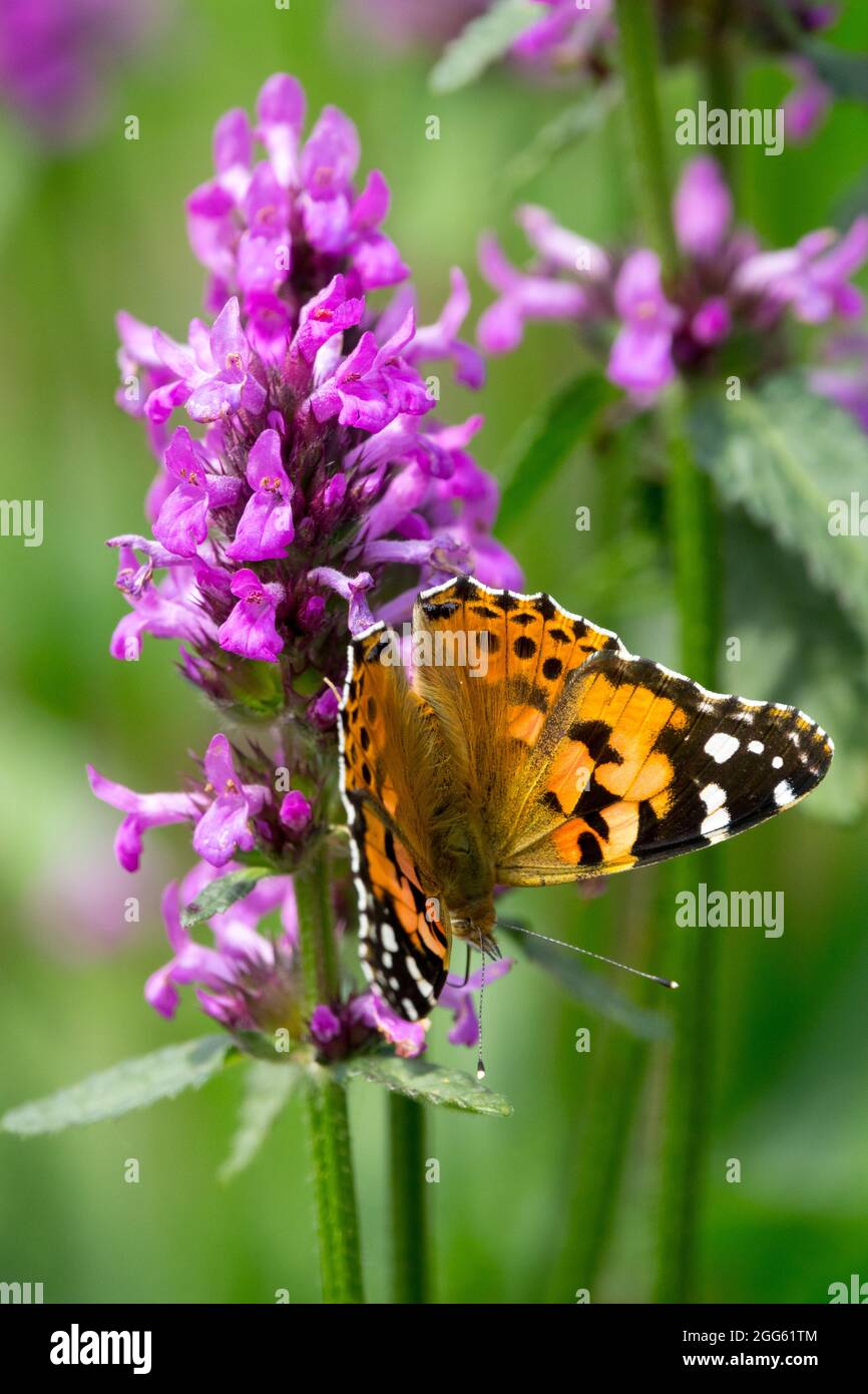 Donna dipinta farfalla Vanessa cardui sul fiore Betony Foto Stock