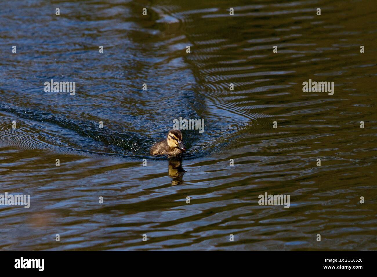 Anatra di Mallard singolo Foto Stock