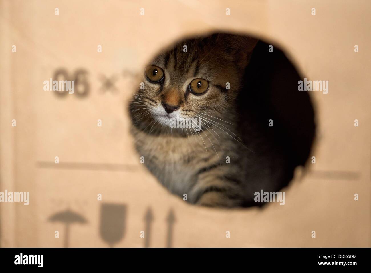 Il gattino guarda fuori dal buco nella scatola. Foto Stock