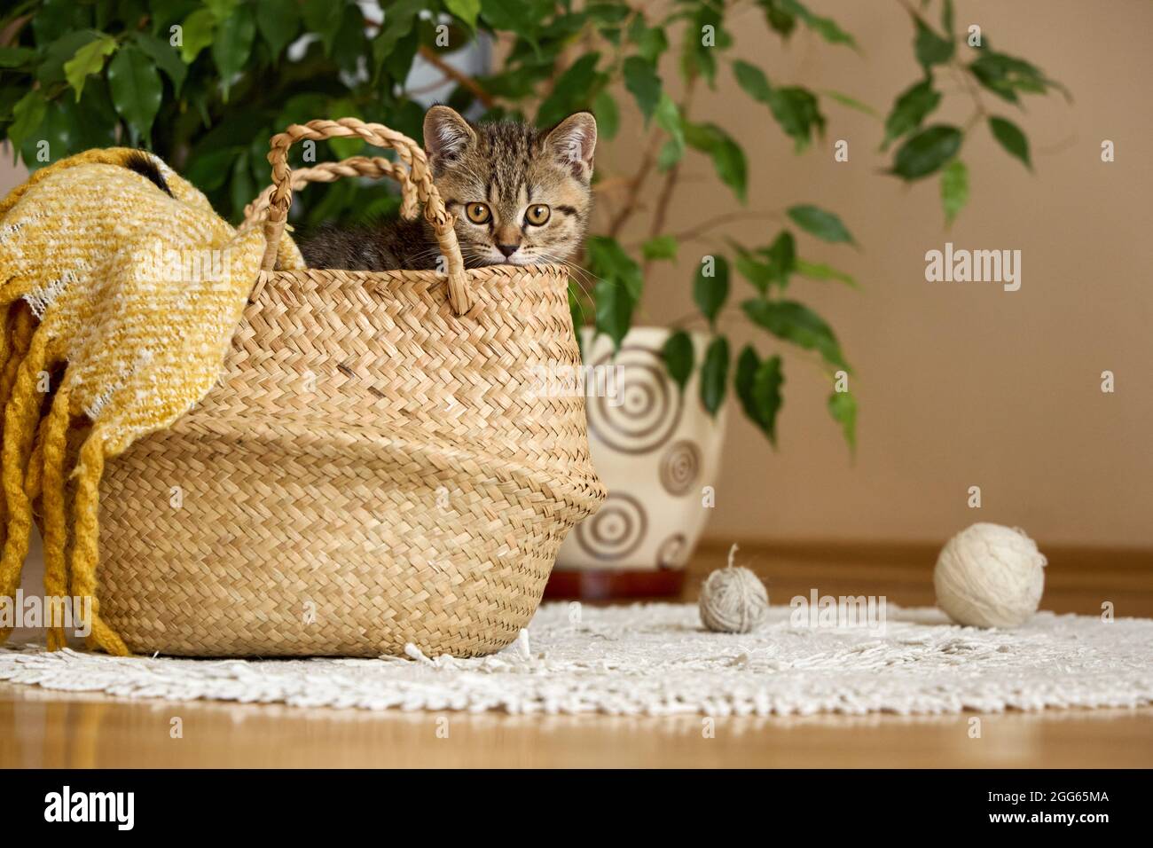 Un gattino dolce tabby guarda fuori dai cestini con i fili di maglia. Riprese a casa. Foto Stock