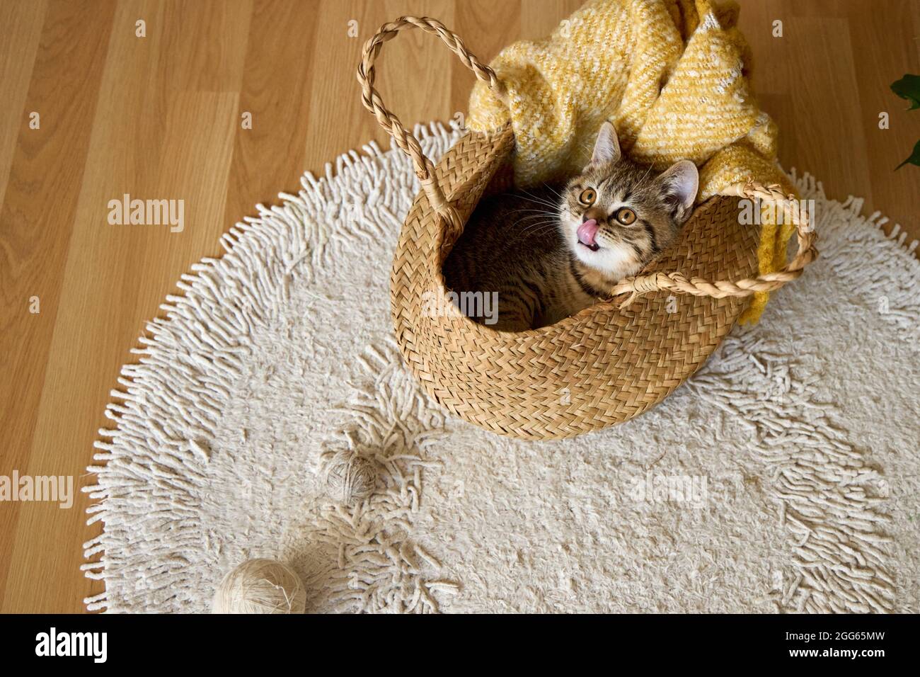 Un gattino dolce tabby guarda fuori dai cestini con i fili di maglia. Riprese a casa. Vista dei suggerimenti. Foto Stock