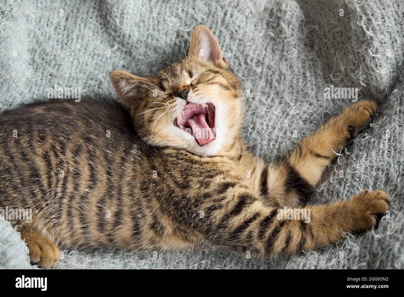 Un carino gattino che sbava con una bocca aperta e occhi chiusi. Foto Stock