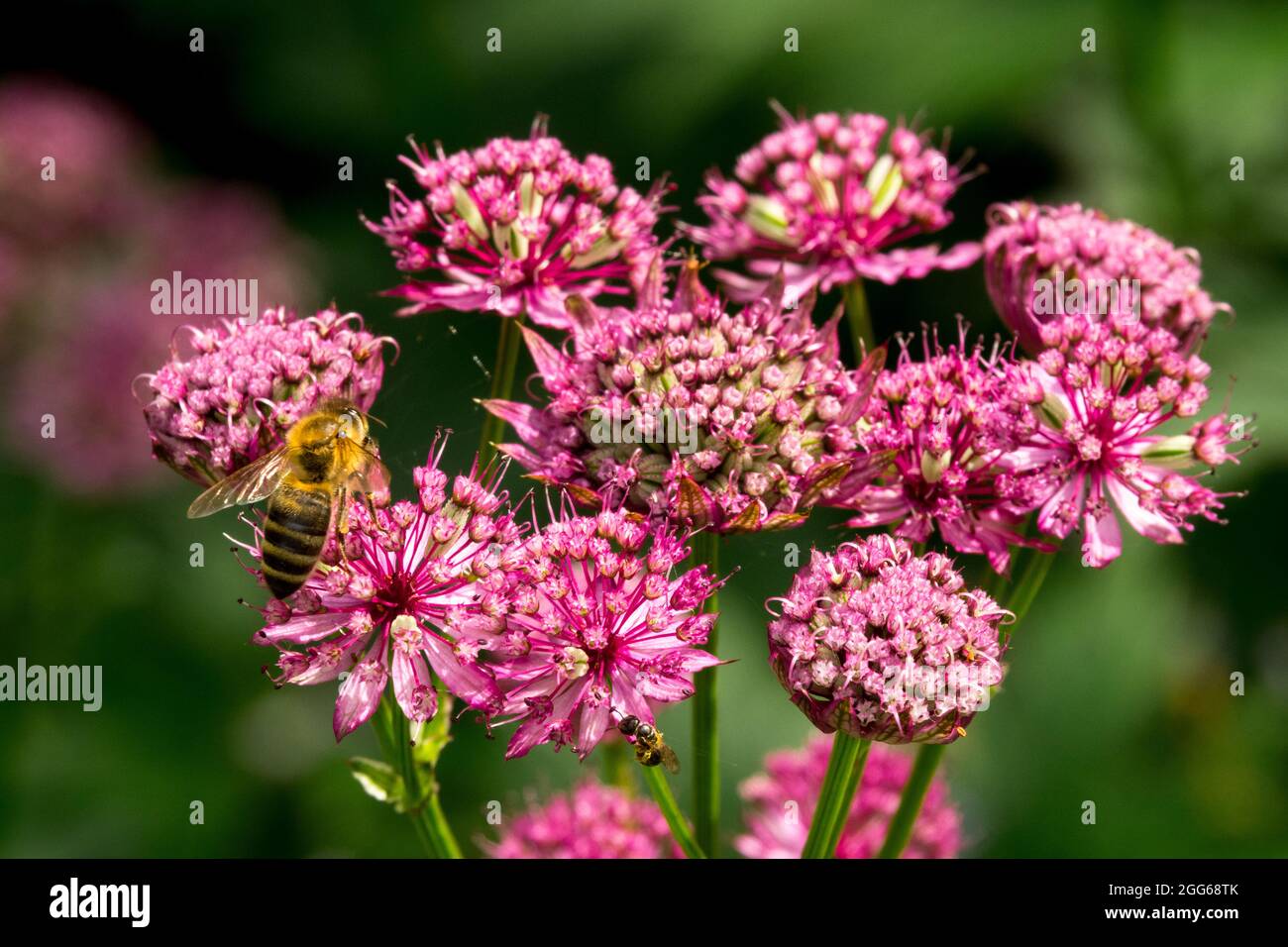 Astrantia maggiore Claret ape miele europeo sul fiore Foto Stock