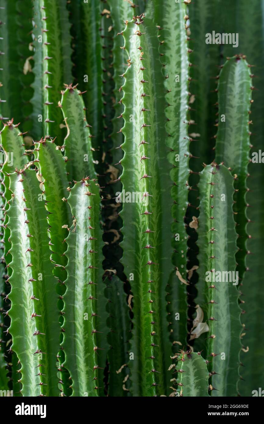 Pianta di Cactus. Cactus verde natura concetto tropicale esotico sfondo motivo texture in alta risoluzione carta da parati primo piano. Casa piante Foto Stock