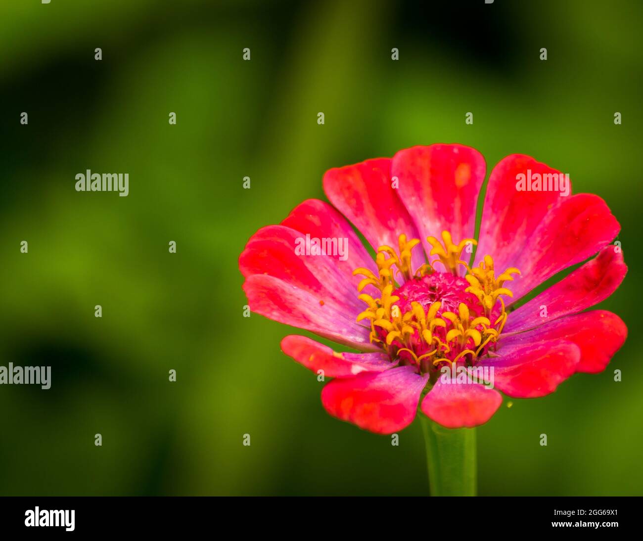 primo piano di bellissimo fiore. Foto Stock
