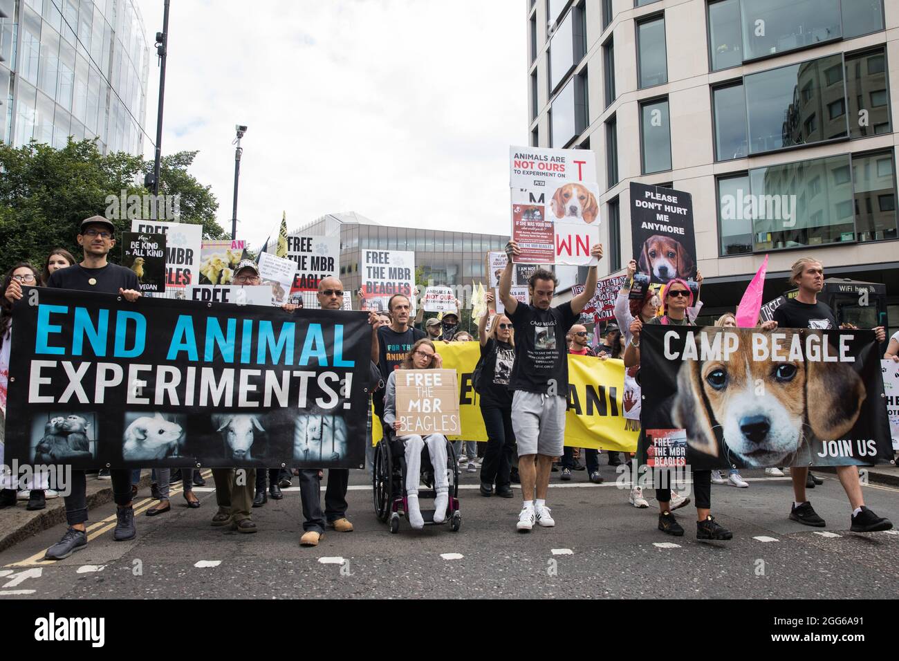 Londra, Regno Unito. 28 agosto 2021. Gli attivisti per i diritti degli animali di Camp Beagle partecipano a una marcia nazionale per i diritti degli animali. Camp Beagle chiede il rilascio di cani da aquila allevati per la ricerca animale da MBR Acres a Huntingdon. La ribellione animale, un'offshoot della ribellione di estinzione, ha organizzato la marcia per il sesto giorno delle proteste di ribellione impossibile della estinzione a Londra. Credit: Mark Kerrison/Alamy Live News Foto Stock