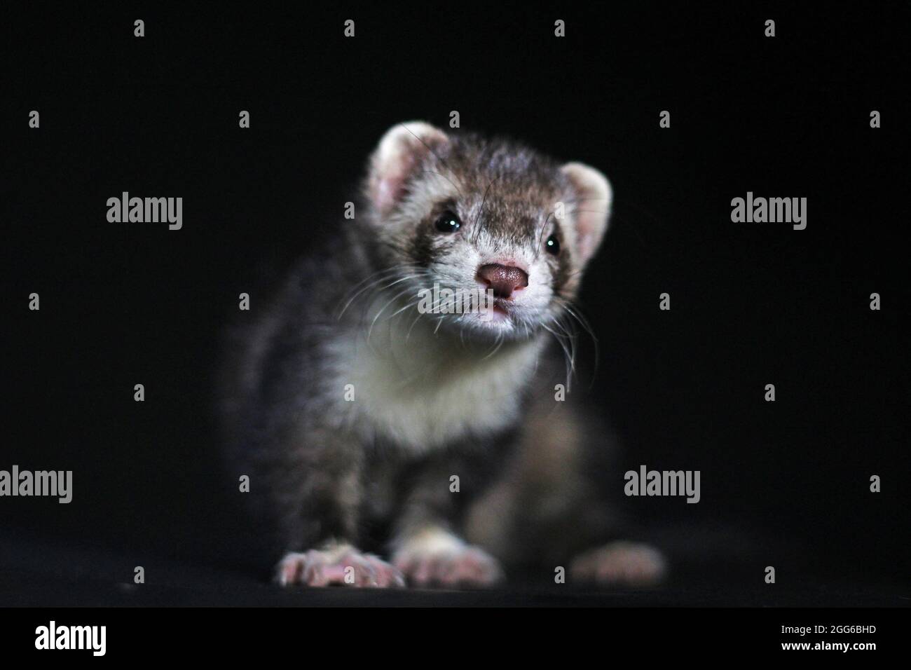 Carino PET Ferret su Black Backgroung Mustelid Polecat Mustela furo Sable MITT Color Foto Stock