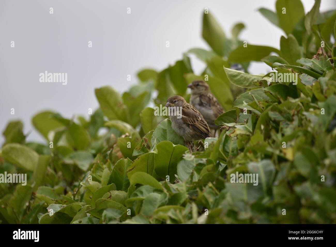 Sparrows Casa femminile (Passer domestica) in Profilo sinistro, guardando a sinistra di colpo, in un giardino in Galles in estate Foto Stock