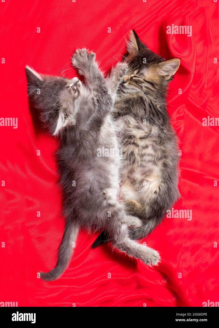 Due gattini a strisce grigie giocano sdraiati su una coperta rossa dalla foto verticale in alto Foto Stock