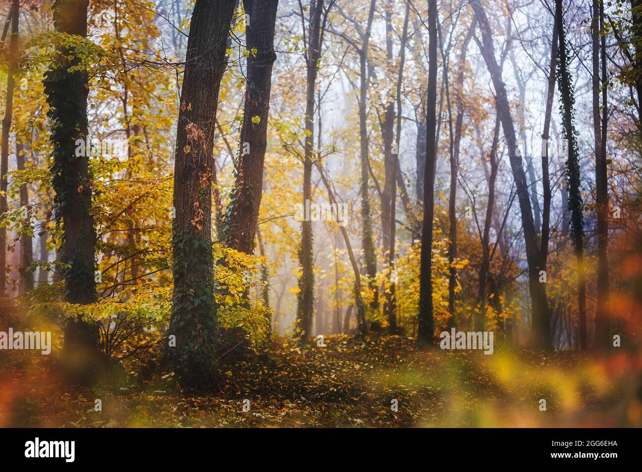 Foggy Autumn Forest. Sfumatura di colore della foresta autunnale. Autunno boschi al mattino. Messa a fuoco selettiva Foto Stock