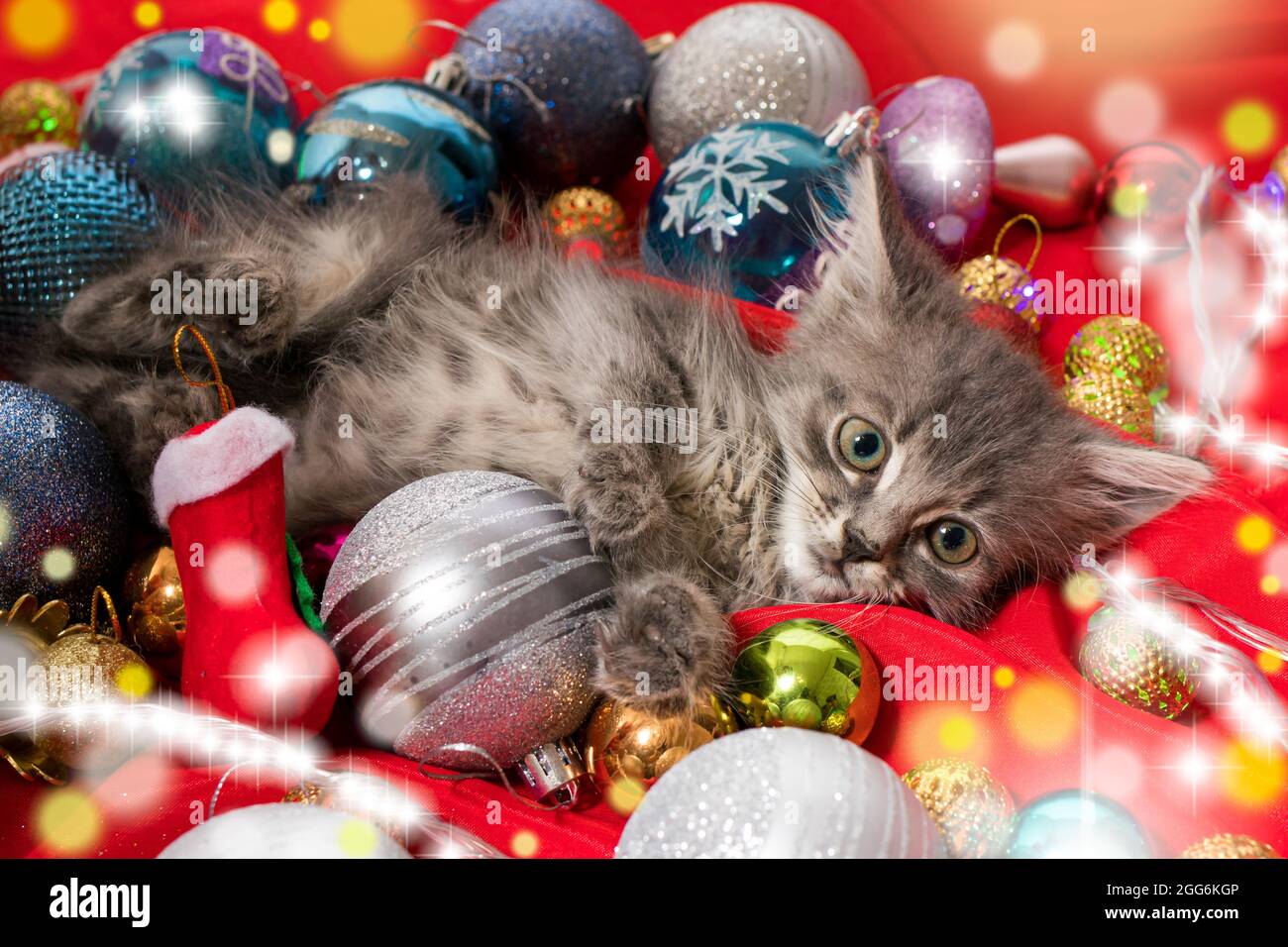Il gattino grigio di Natale si prepara per la vacanza che si trova tra le palle di Capodanno su rosso. Foto Stock