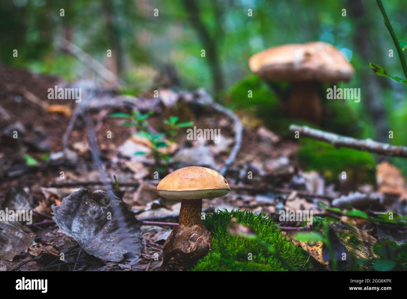 Funghi immangiabili nella foresta vicino all'aneto Foto Stock