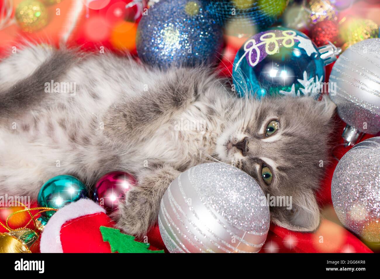 Il gattino grigio di Natale si prepara per la vacanza che si trova tra le palle di Capodanno su rosso. Foto Stock