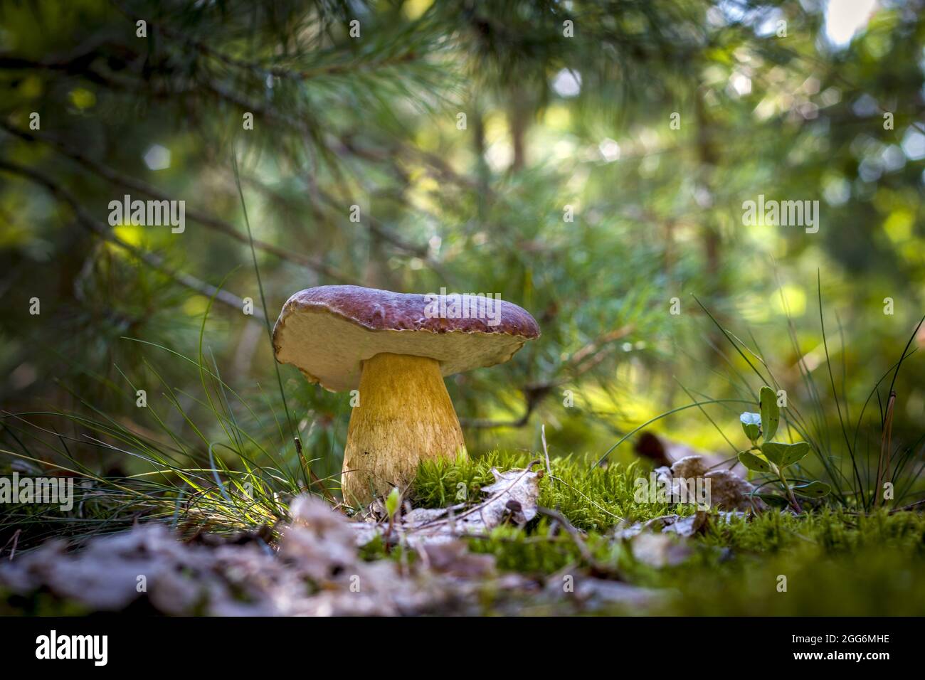 Il grande fungo in cep cresce nel legno. Porcini reali cibo in natura. Boleto che cresce in legno selvatico Foto Stock