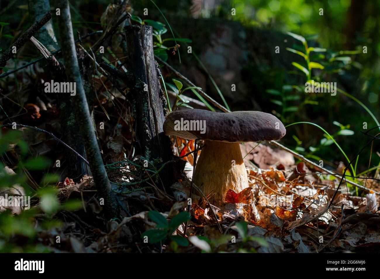 Grande fungo in cep sotto albero in legno. Porcini reali cibo in natura. Boleto che cresce nella foresta selvaggia Foto Stock
