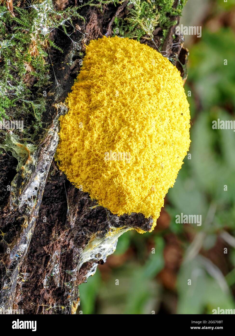 Cane vomita Slime Mold Fuligo septica su legno di decomposizione Derbyshire UK anche noto come uova strapazzate muffa Strime Witches burro o Witches Spit Foto Stock