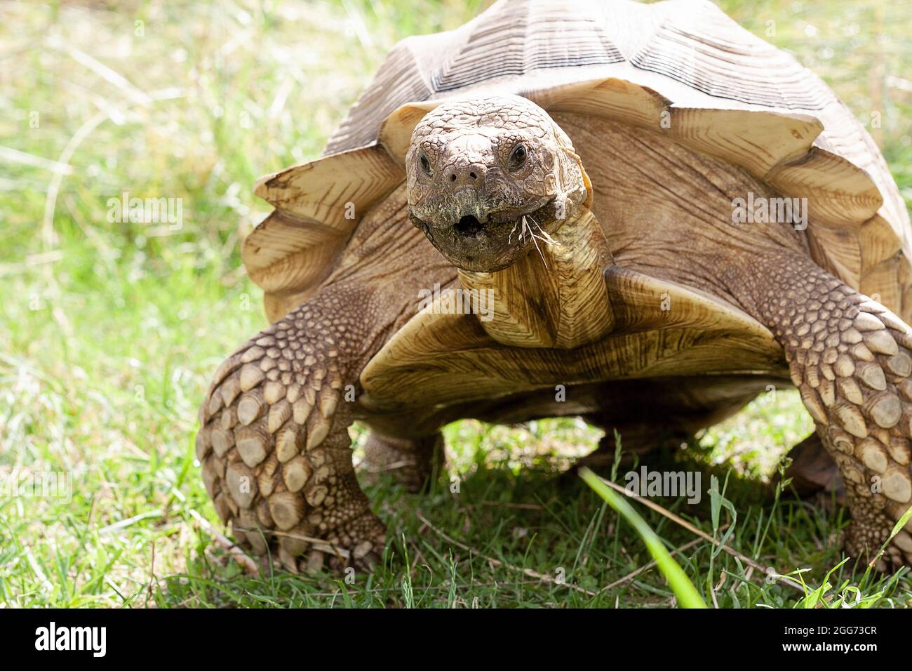 Tartaruga sperone africana Foto Stock