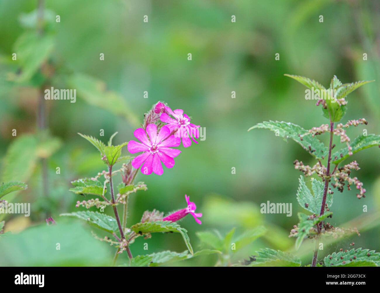 Wild Red Campion (Silene dioica) che cresce sulle Salisbury Plain Chalklands, Wiltshire UK Foto Stock