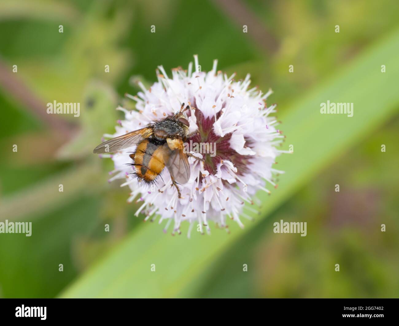 Tachina fera è una vera mosca della famiglia Tachinidae. Foto Stock