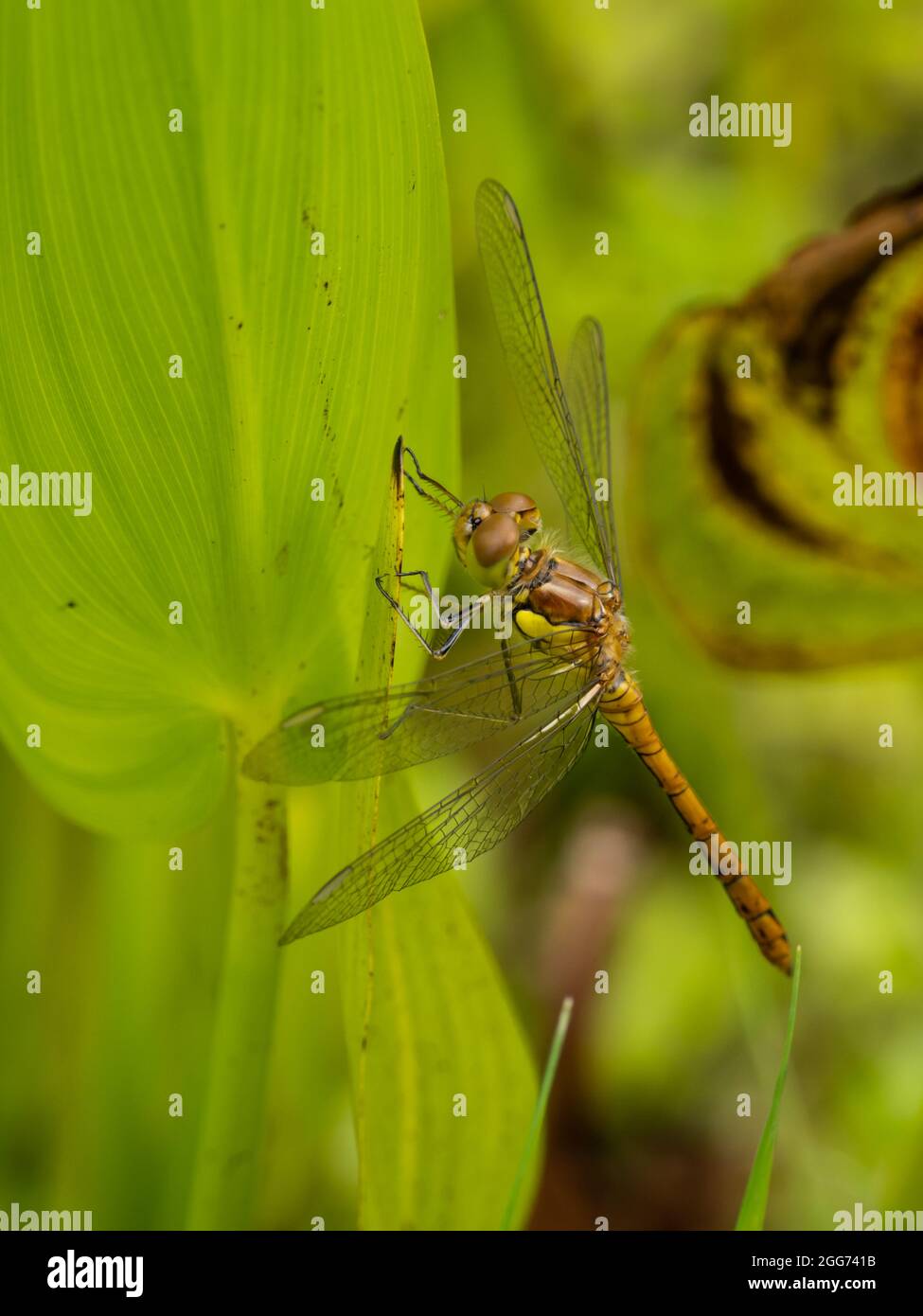 Una femmina Darter Dragonfly comune (Sympetrum striolatum) a riposo. Foto Stock