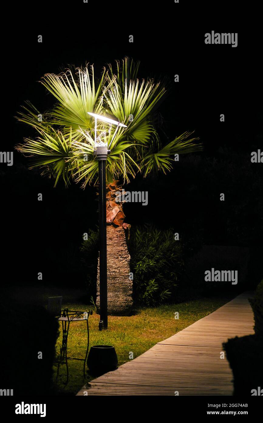 Albero di palma e passerella di legno per lampione nel buio. Luce spot che illumina l'albero e il lungomare di notte. Foto Stock