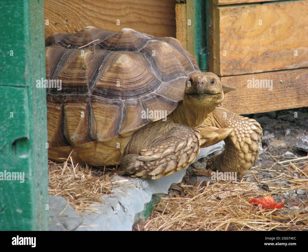 Tartaruga sperone africana Foto Stock