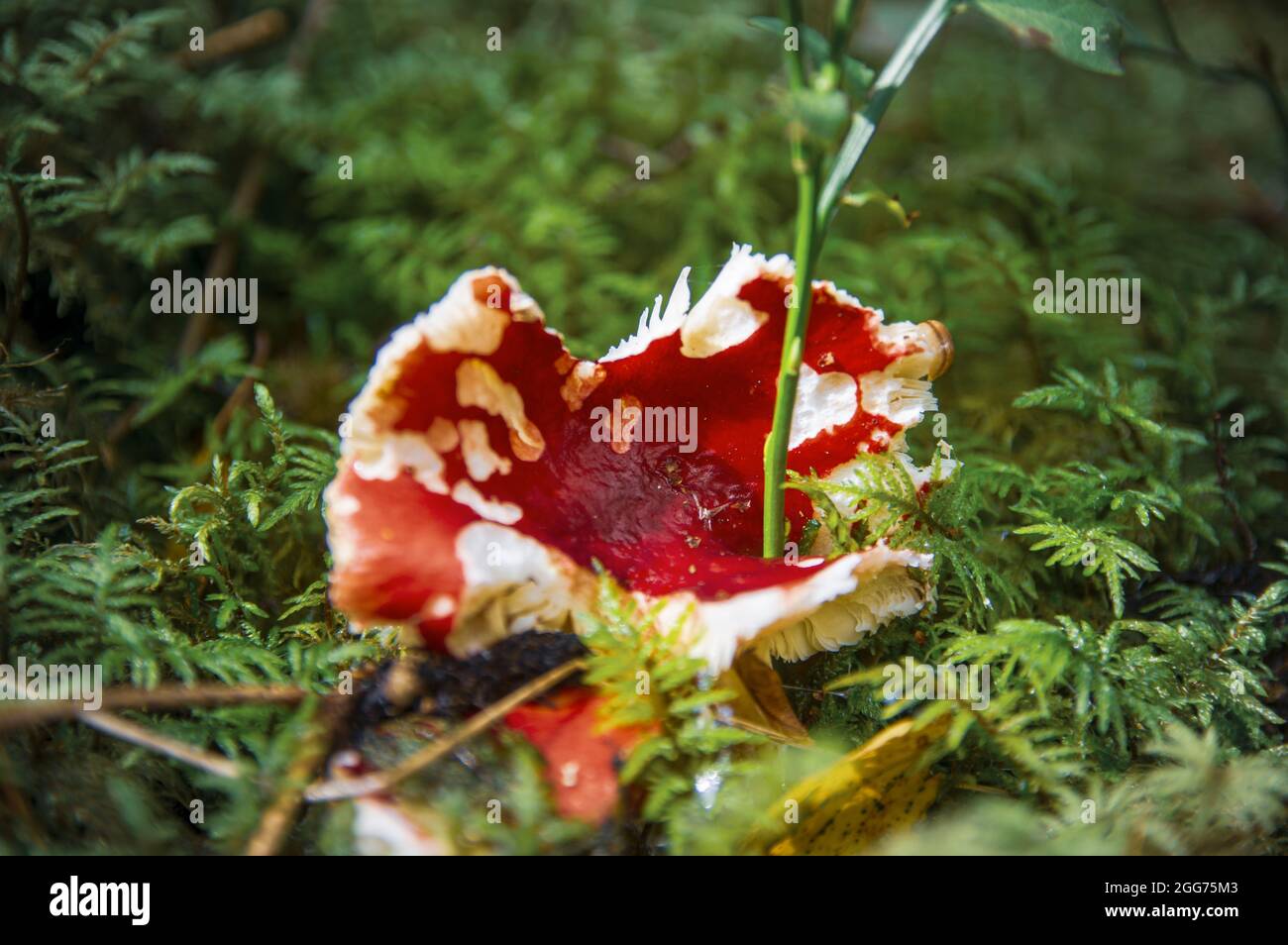 Grande rosso vecchio mangiato da un russula di funghi slug in muschio vicino ad un cespuglio di mirtillo in un autunno oscuro foresta lettone Foto Stock
