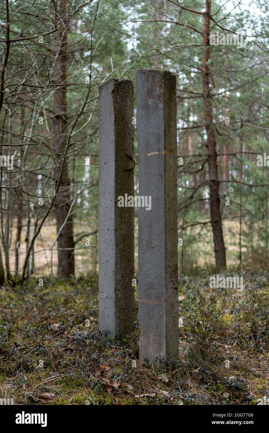 Due pali in calcestruzzo guidati paralleli sul bordo di una foresta di molle. Supporti in calcestruzzo per pali di elettricità al bordo della foresta Foto Stock