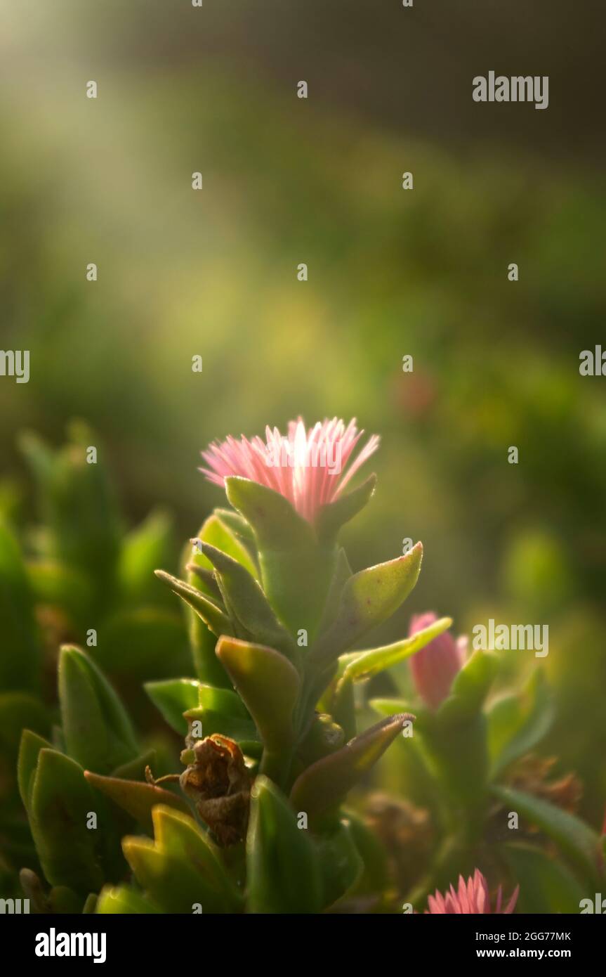 Fiore molto piccolo bagnato di luce del tramonto. Foto Stock
