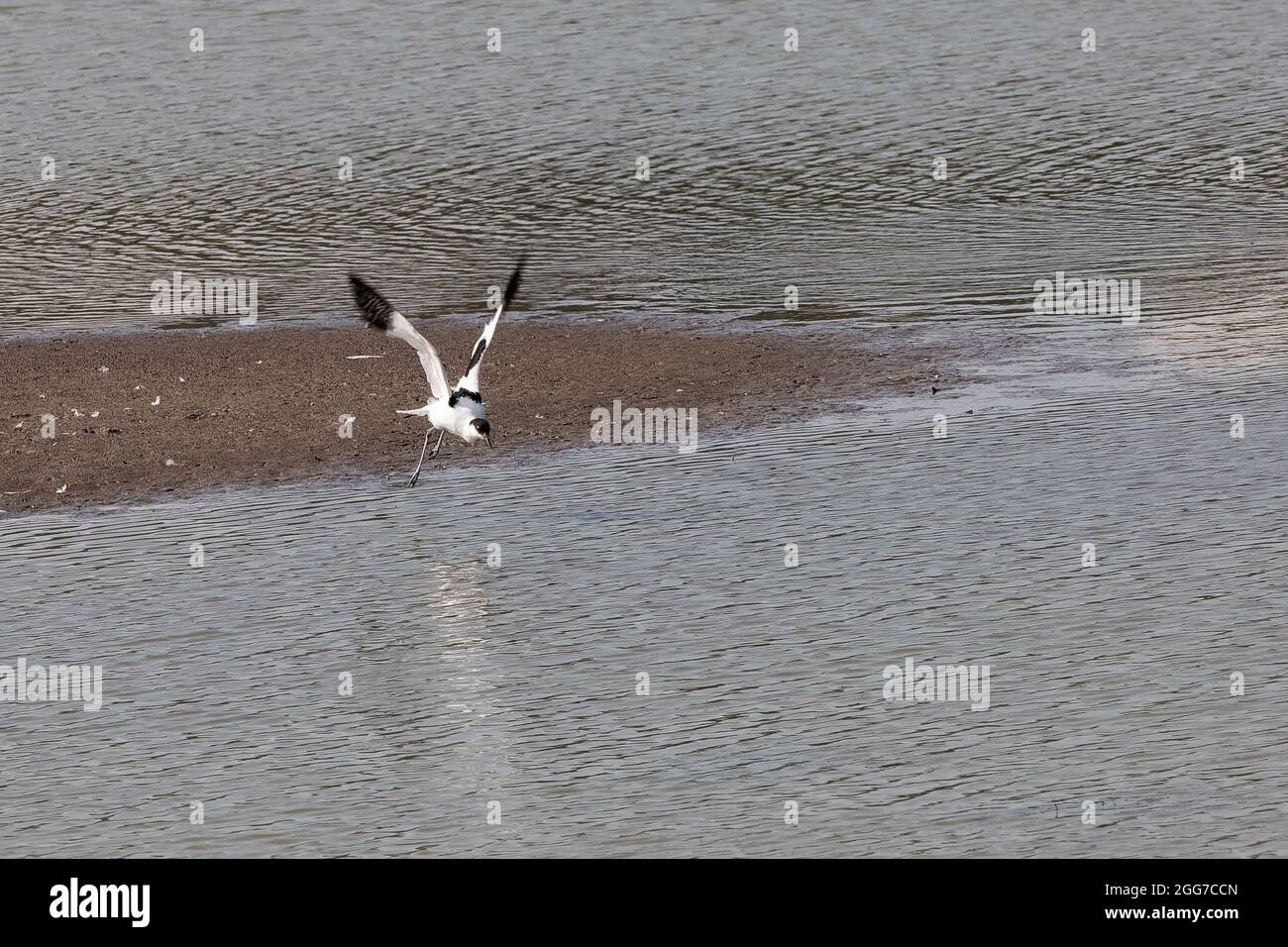 Avocet (Recurvirostra avosetta) in volo in laguna costiera presso la RSPB Leighton Moss Reserve Foto Stock