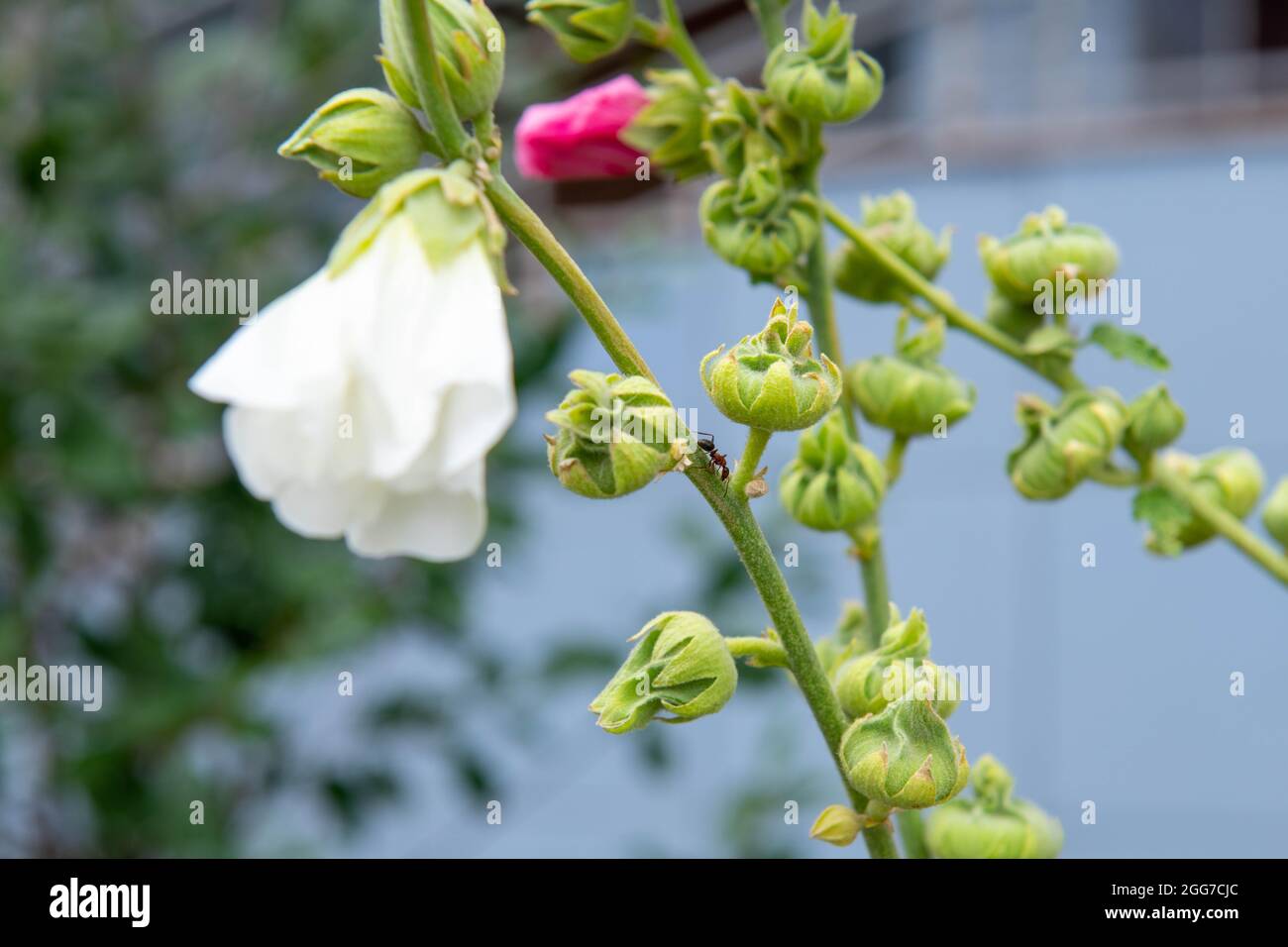 colori diversi mallow cresce su un letto di fiori Foto Stock