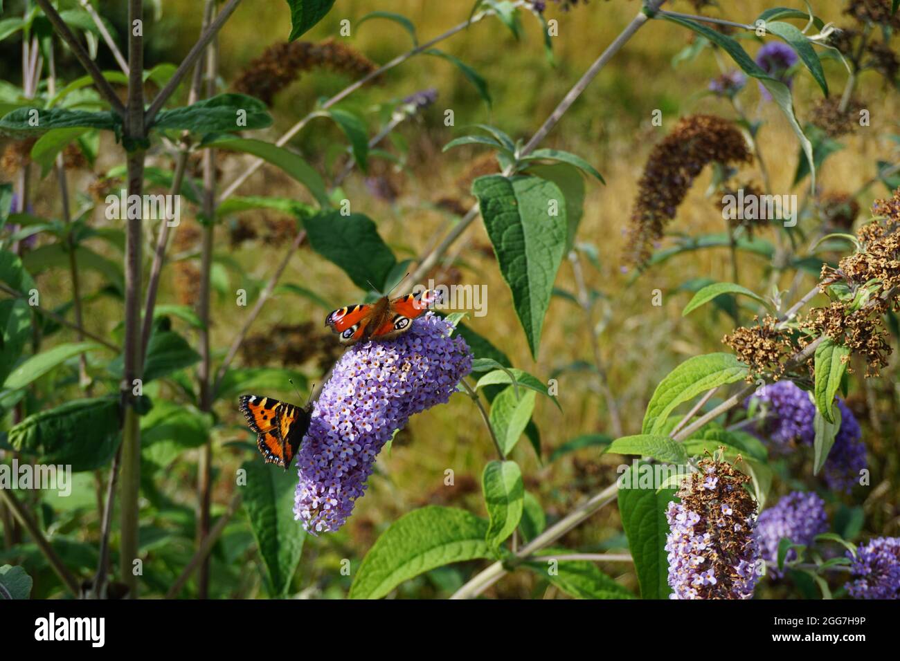 Farfalle sulla Buddleja davidii Foto Stock