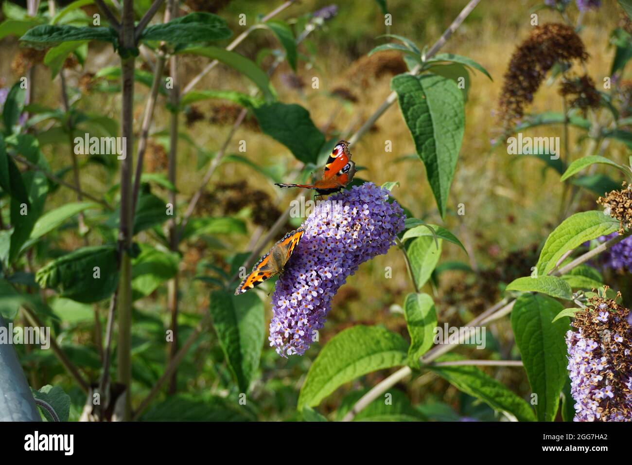 Farfalle sulla Buddleja davidii Foto Stock