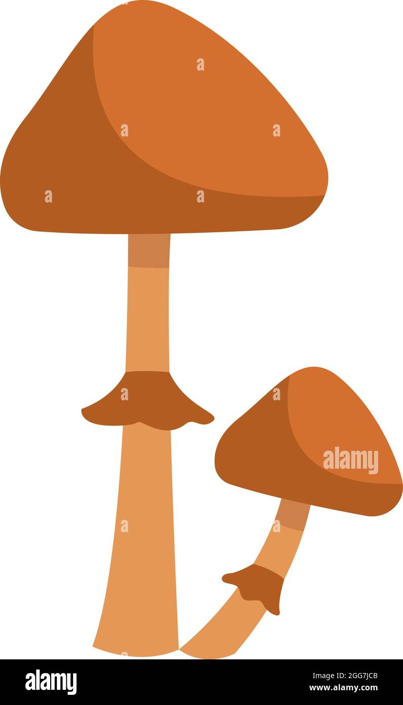 Due funghi conocybe filaris, illustrazione icona, vettore su sfondo bianco Illustrazione Vettoriale