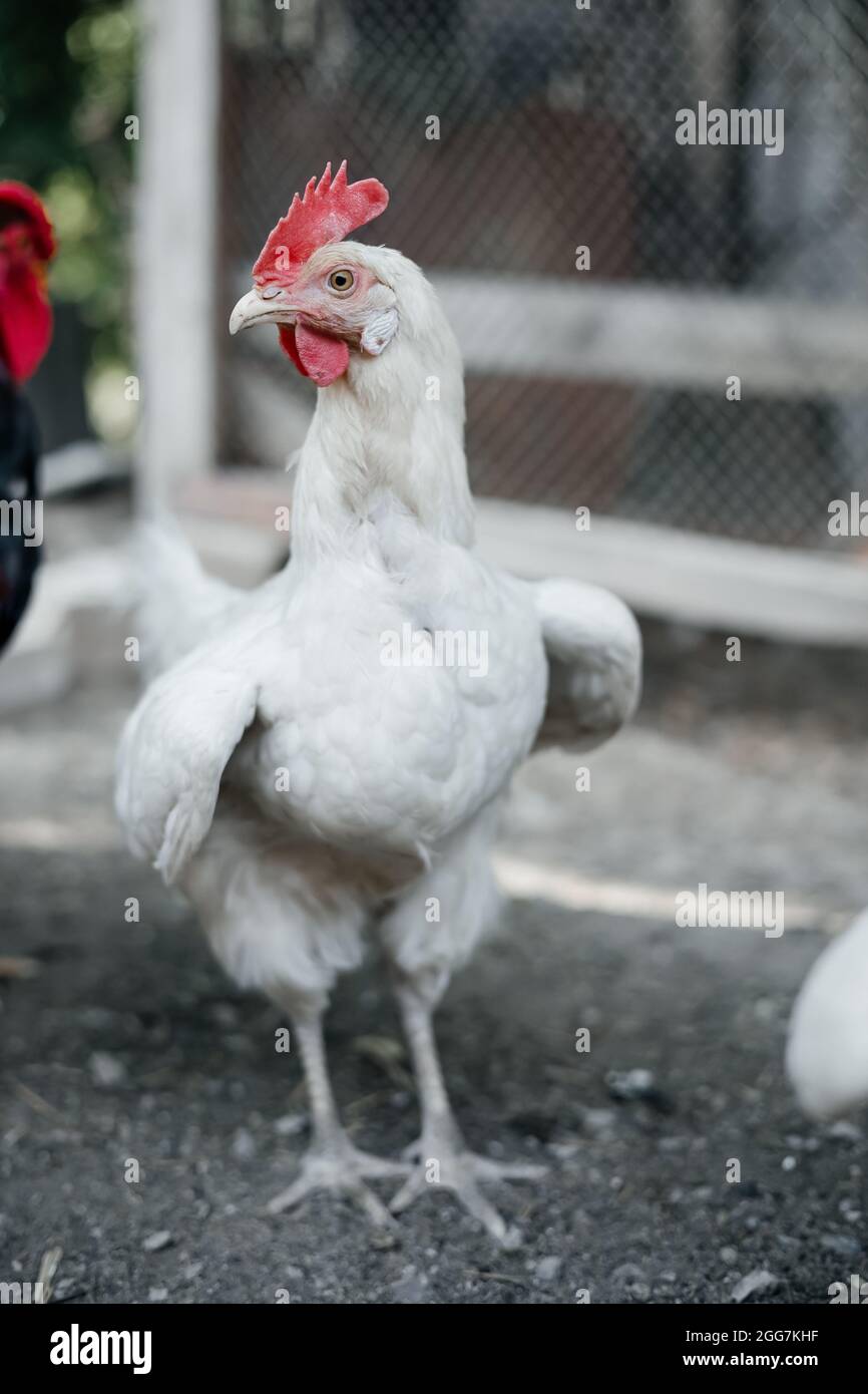 Grande pollo bianco al coperto in una fattoria. Vista ravvicinata Foto Stock