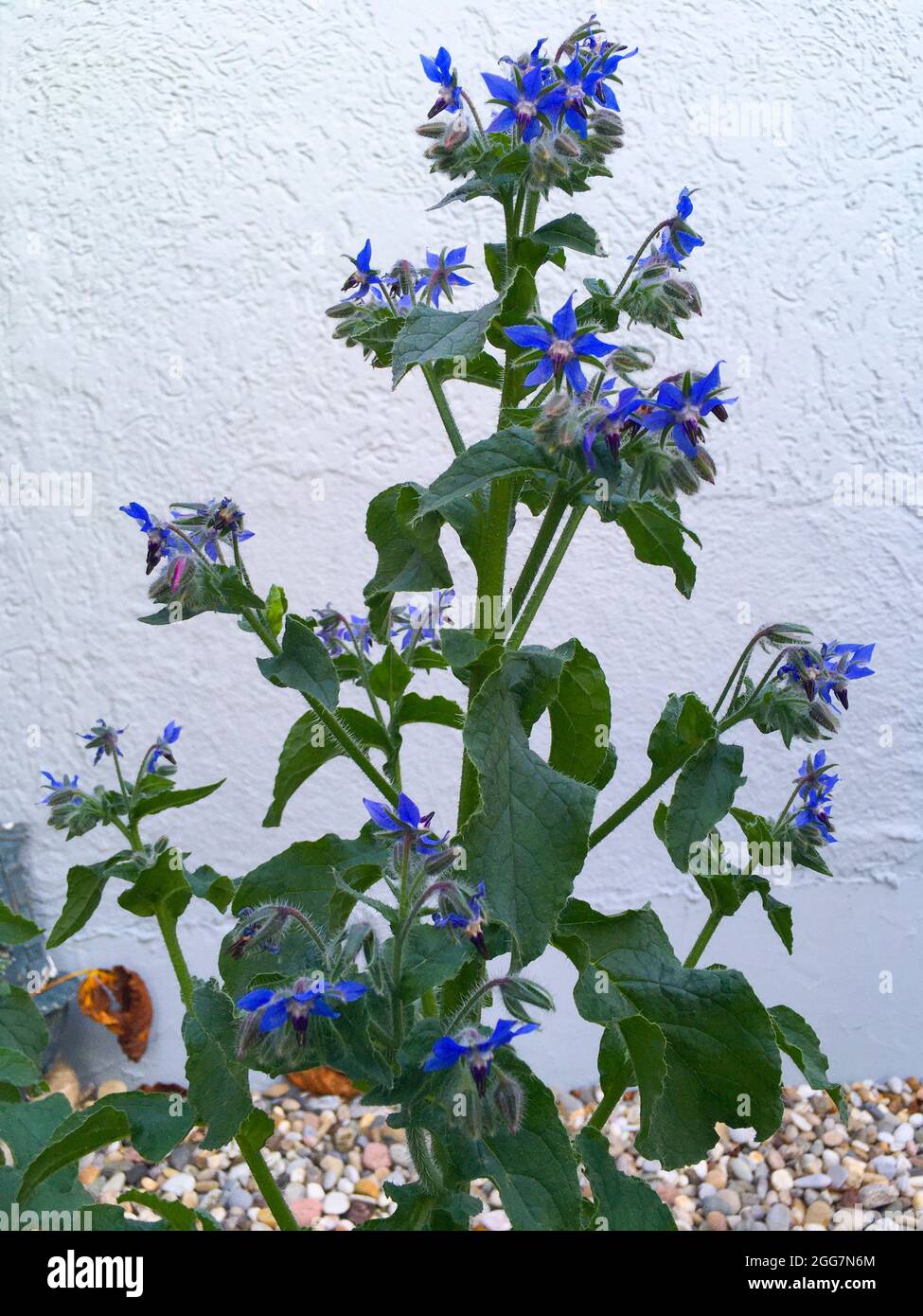 Borretsch Heilkräuter mit blauen Blüten im Kräutergarten Foto Stock
