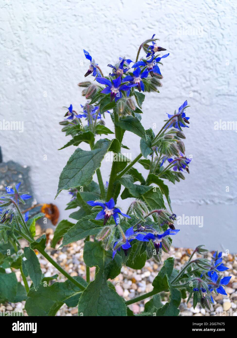 Borretsch Heilkräuter mit blauen Blüten im Kräutergarten Foto Stock