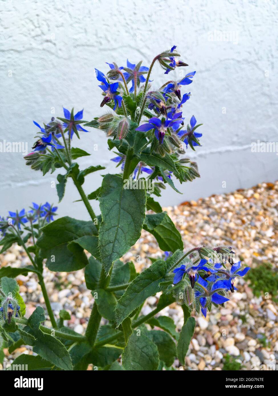 Borretsch Heilkräuter mit blauen Blüten im Kräutergarten Foto Stock