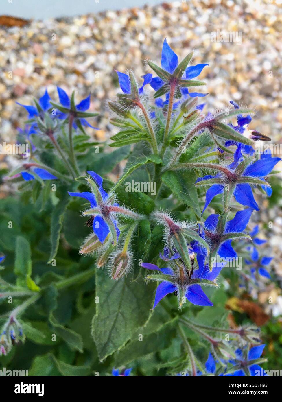 Borretsch Heilkräuter mit blauen Blüten im Kräutergarten Foto Stock