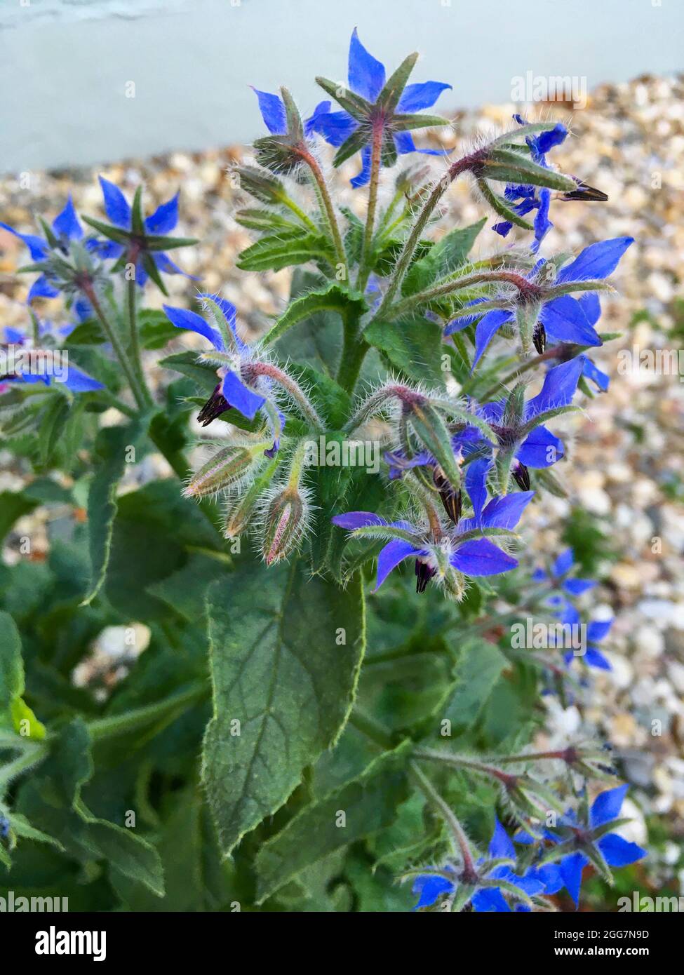 Borretsch Heilkräuter mit blauen Blüten im Kräutergarten Foto Stock