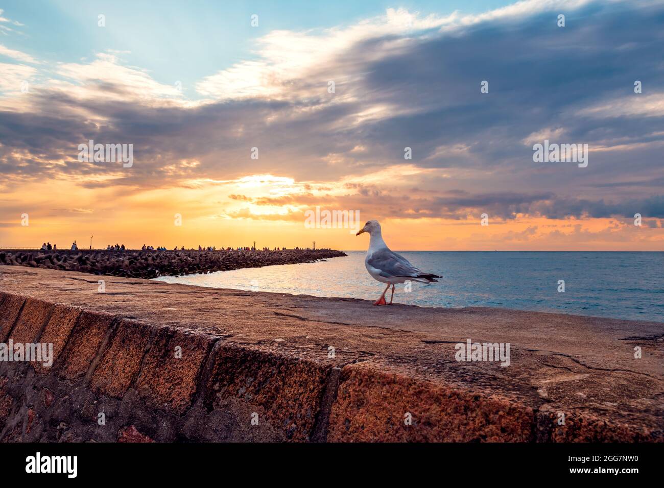 Seagull si erge su un muro di cemento lungo la costa del Mar Baltico. Persone che camminano sulla lunga breakwater vicino all'ingresso del porto e tramonta il sole in t Foto Stock