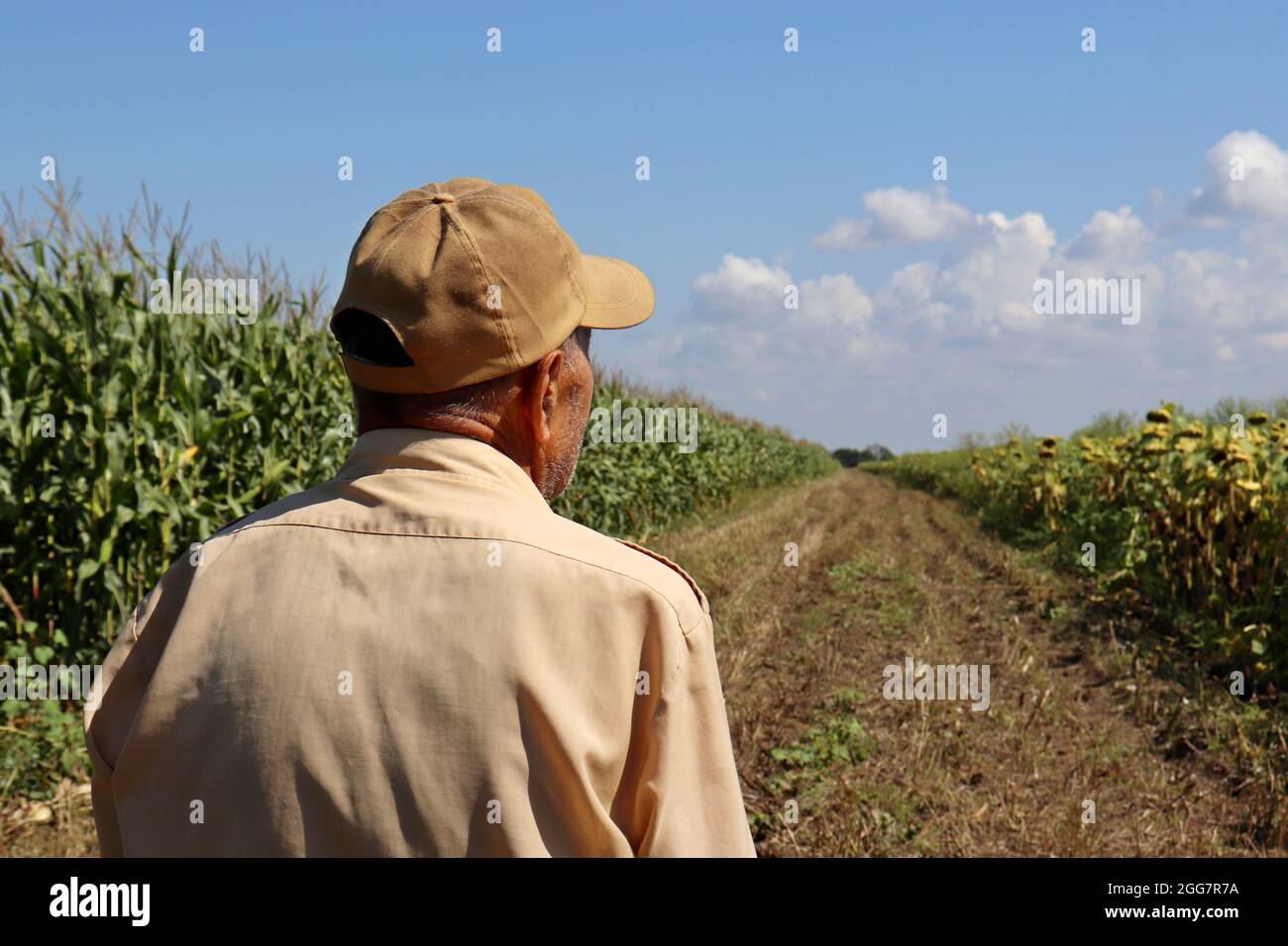 Vecchio agricoltore si trova su una strada rurale tra il mais e campo di girasole, vista posteriore. L'uomo anziano in cappellino da baseball ispeziona il raccolto, gli stocchi di mais alti Foto Stock