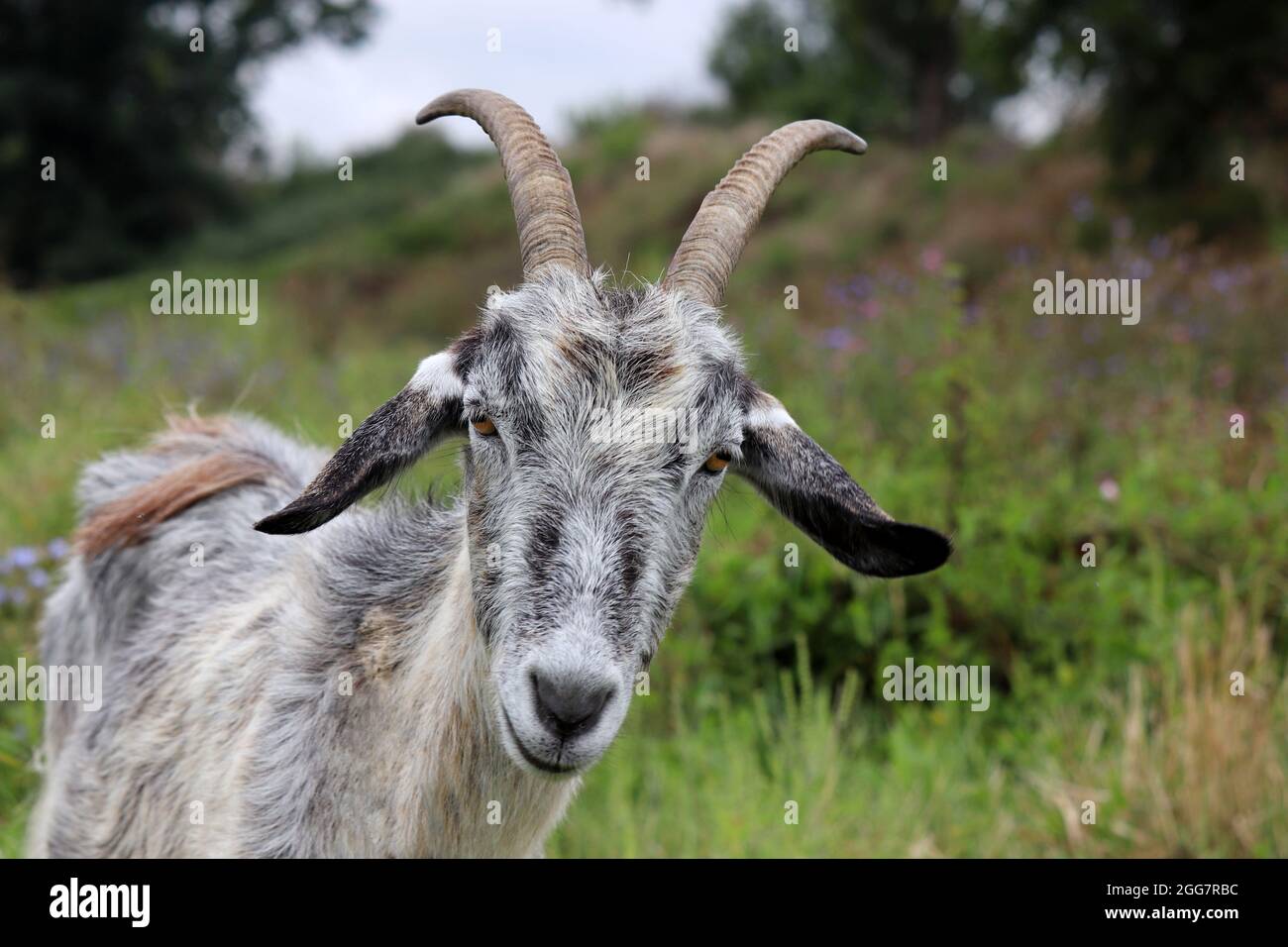 Capra grigia che guarda nella macchina fotografica. Ritratto di capra cornuta pascolo su un prato sul bordo della foresta Foto Stock
