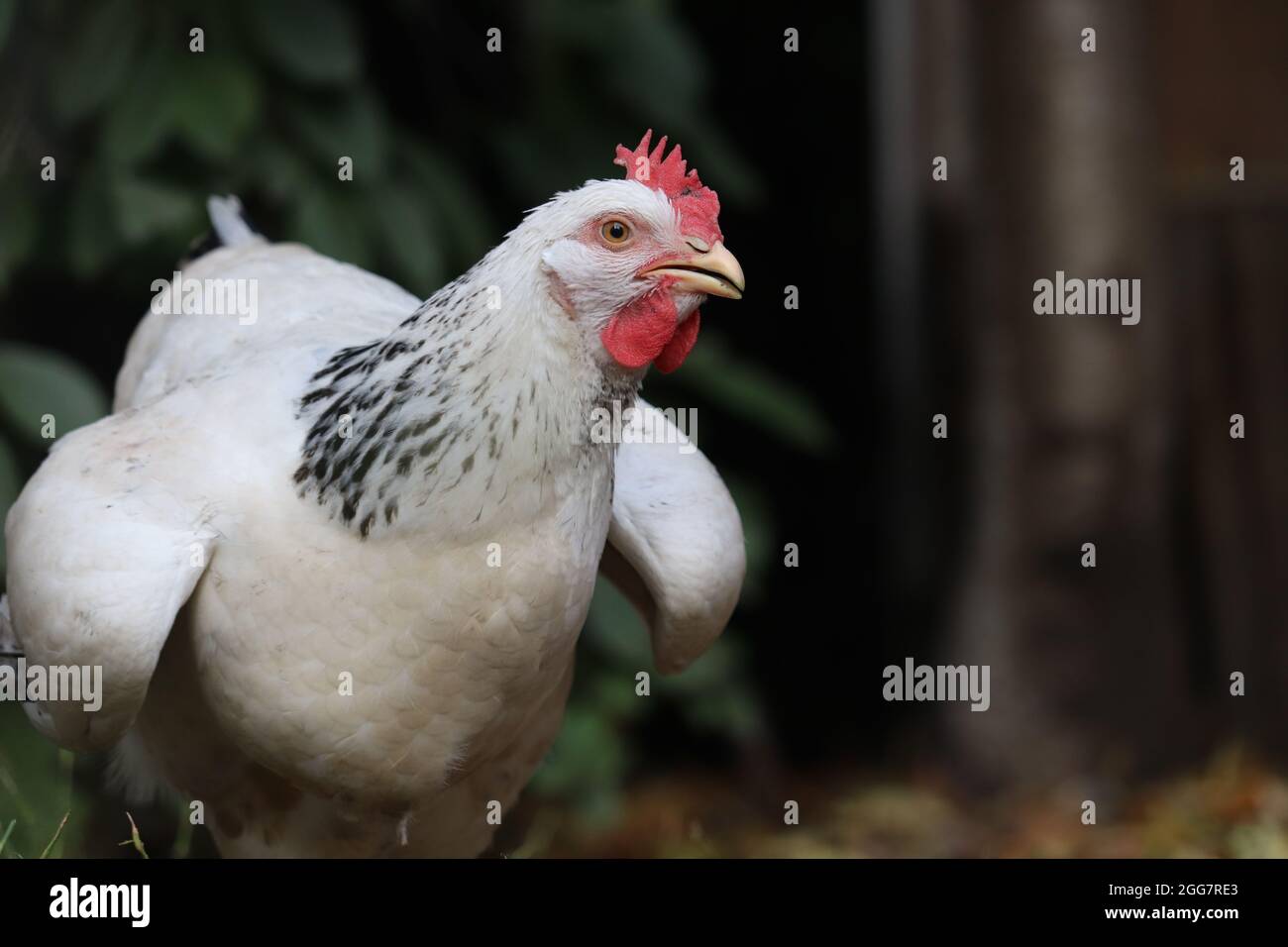 Gallina divertente immagini e fotografie stock ad alta risoluzione - Alamy