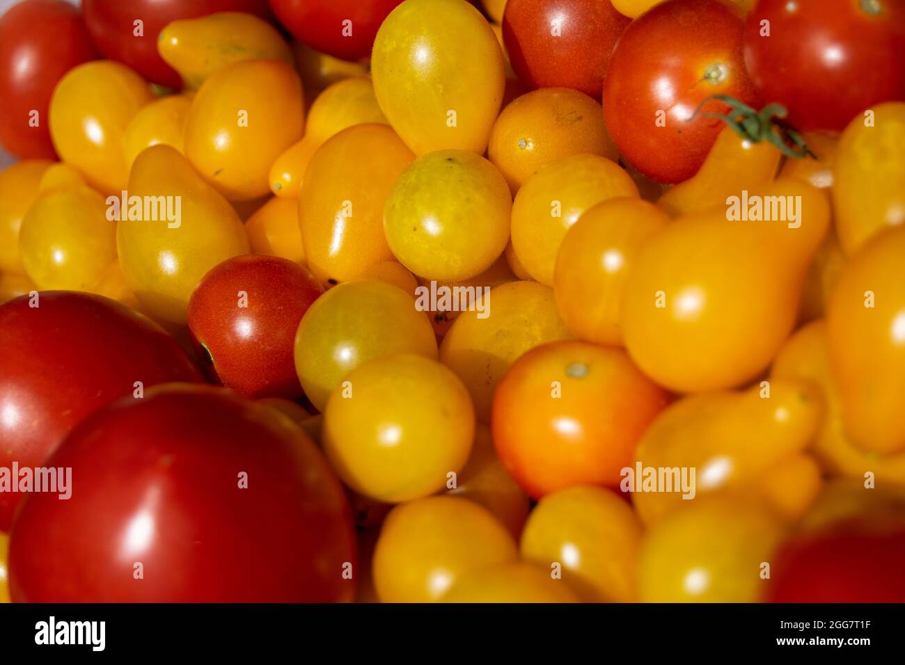 Pomodoro giallo ciliegia pomodoro. Pomodori dolci giallini usati su insalate, stile di vita vegano o cibo vegano. Ortaggi sani per il consumo umano. Foto Stock
